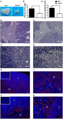 Lack of Galectin-3 Disrupts Thymus Homeostasis in Association to Increase of Local and Systemic Glucocorticoid Levels and Steroidogenic Machinery